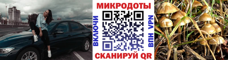 закладки  Солнечногорск  Псилоцибиновые грибы GOLDEN TEACHER 